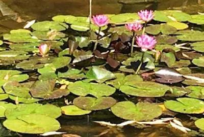 Lotus Bloom